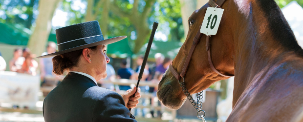 Reitturnier Großer Preis von Sachsen